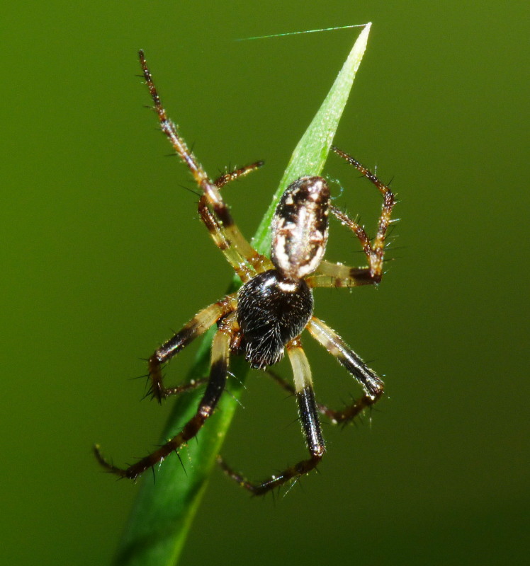 Cyclosa insulana
